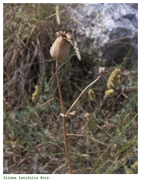 Silene latifolia Poir.